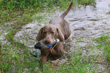 Weimaraner hunting dog with a retrieving dummy in his mouth is swimming in the water with green...