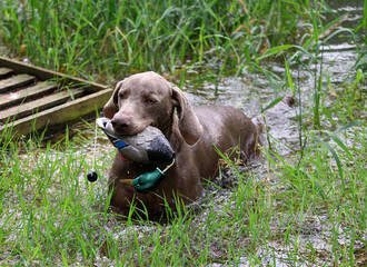 Weimaraner hunting dog with a retrieving dummy in his mouth is swimming in the water with green...