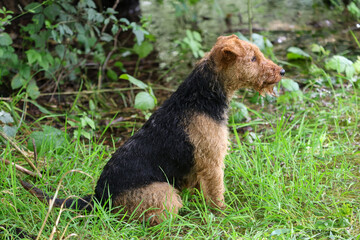 Welsh Terrier hunting dog is sitting at the side of a pond and looking for ducks to retrieve.