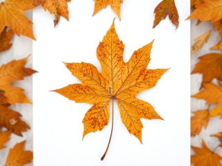 Fototapeta premium A single golden maple leaf with warm autumn tones, carefully centered on a white background. The texture and color create a striking yet simple design