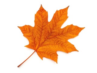 Obraz premium A single golden maple leaf with warm autumn tones, carefully centered on a white background. The texture and color create a striking yet simple design