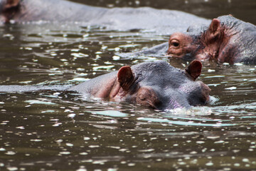 Wild hippe swimming in Nile river showing its ears during boat safari in Murchison Falls National Park in Uganda. Another hippo seen in the background.