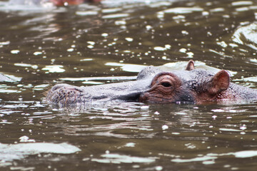 Wild hippo with its head above the water swimming in the Nile river at Murchison Falls National...
