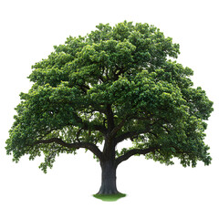 Large Oak Tree Stands Tall, Isolated on Transparent Background