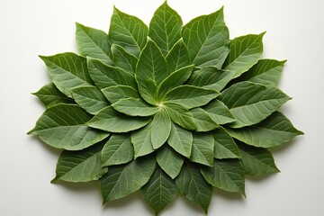 An artistic display of green leaves intricately arranged in a symmetrical, radiating pattern on a light background, highlighting nature's symmetry and design.