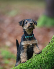 Playful young Welsh Terrier gundog hunting dog puppy is posing in the forest, looking straight at...