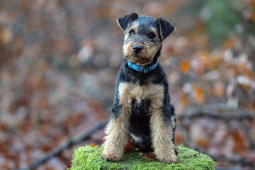 Fototapeta premium Playful young Welsh Terrier gundog hunting dog puppy is posing in the forest, looking straight at the camera.