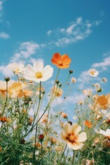 Summer scenery flower sky landscape.