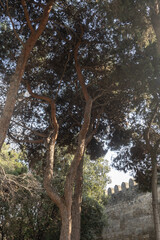 Trees in the park outdoor