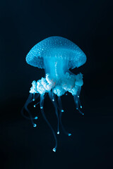 Beautiful jellyfish floating in the water, close up image.