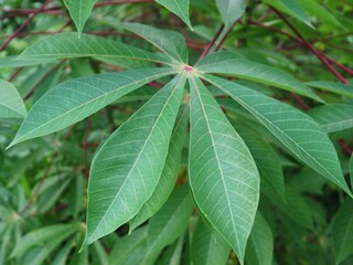 Cassava plants growing in a field, a staple food crop. Ready for harvest, cassava plants grow in...