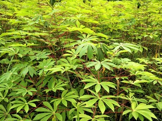 Cassava plants growing in a field, a staple food crop. Ready for harvest, cassava plants grow in...