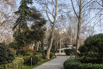 Trees in the park outdoor