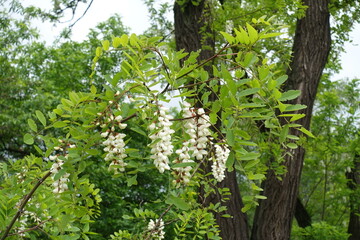 Sprig of Robinia pseudoacacia with racemes of white flowers in May