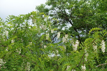 Stormy sky and blossoming Robinia pseudoacacia in May
