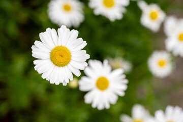 Fototapeta premium Chamomile daisy flowers slow movement, shallow depth of field.
