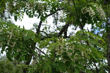 Thick branches of Robinia pseudoacacia with racemes of white flowers in May