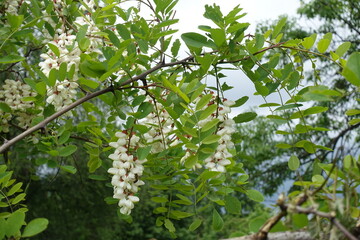 Twig of Robinia pseudoacacia with racemes of white flowers in May