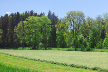 Serene landscape with a grassy field in foreground and a line of trees in the background, under a clear blue sky. Open field and dense forested area behind it creates a picturesque and tranquil scene