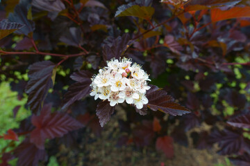 1 corymb of white flowers of purple leaved Physocarpus opulifolius in mid June