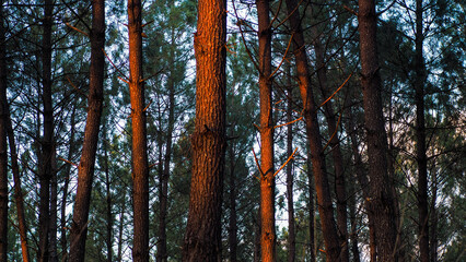 Forêt des Landes de Gascogne, en fin de soirée