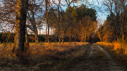 Forêt des Landes de Gascogne, en fin de soirée