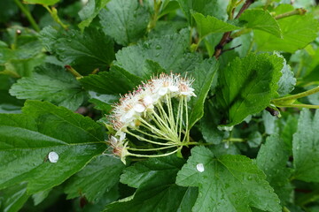 Side view of corymb of white flowers of common ninebark in June