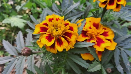 Red and Yellow Tagetes Erecta Flowers Full Bloom on Green Leaves Background