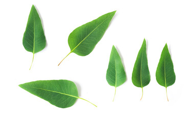 Set of Green leaves of eucalyptus on white background