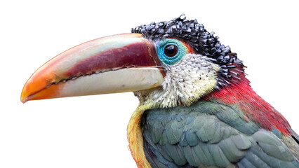 The curl-crested aracari, transparent background