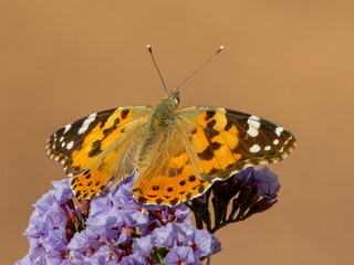 Schmetterling
