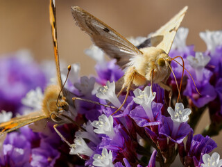 Schmetterling © Peter