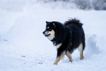 Walking Finnish Lapphund dog during snow. Finnish Lapphund walking outdoors in snow during winter season. 