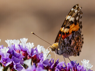 Schmetterling