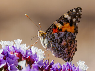 Schmetterling