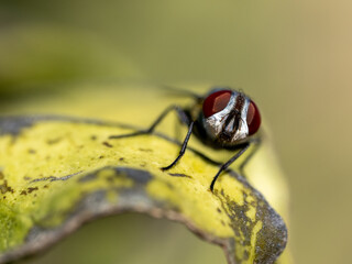 Fliege