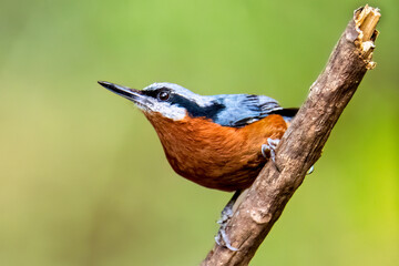 Chestnut-bellied nuthatch