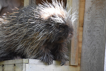 North American Porcupine Looking Down