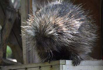 Fluffy Porcupine with A Bunch of Spiny Quills