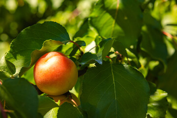 Red and yellow colored ripe apricot on the tree in focus