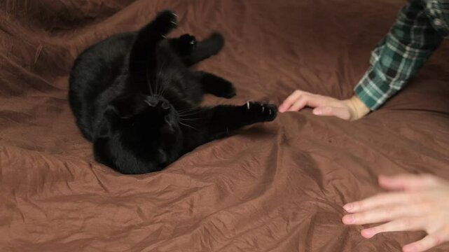 Man hand playing with a black cat pet and funny cat bites