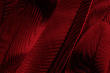 Beautiful dark red feather pattern texture background