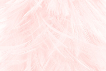 Beautiful soft pink feather pattern texture background