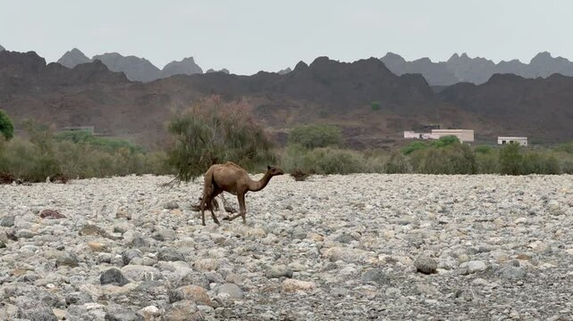 Camel passing by on stony road in Balochistan, Pakistan.