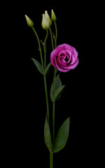 Fototapeta premium eustoma flower grows in the apartment