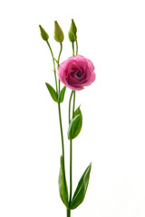 Fototapeta premium eustoma flower grows in the apartment