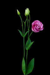 eustoma flower grows in the apartment