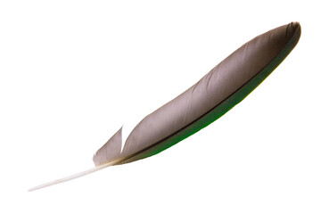 Beautiful macaw parrot feather bird isolated on white background  with clipping path