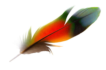 Beautiful macaw parrot feather bird isolated on white background  with clipping path