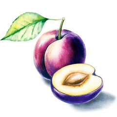 Watercolor plum with a leaf and a plum in section. Beautiful watercolor illustration of...